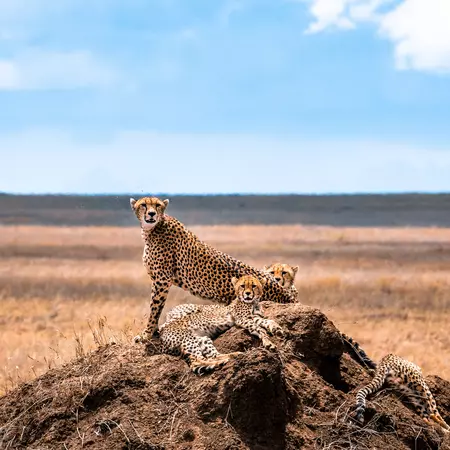 Cheetahs in the Serengeti