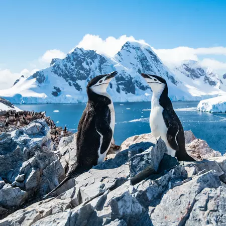 Penguins