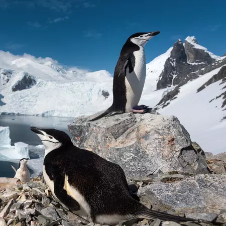 Chinstrap Penguins, Antarctica