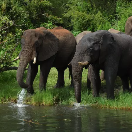 Chobe National Park