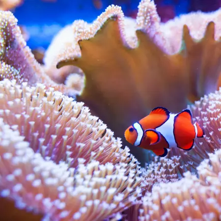 Clown fish swimming in the coral