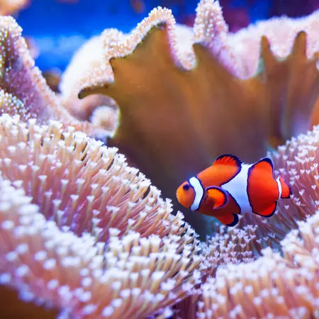 Clown fish swimming in the coral