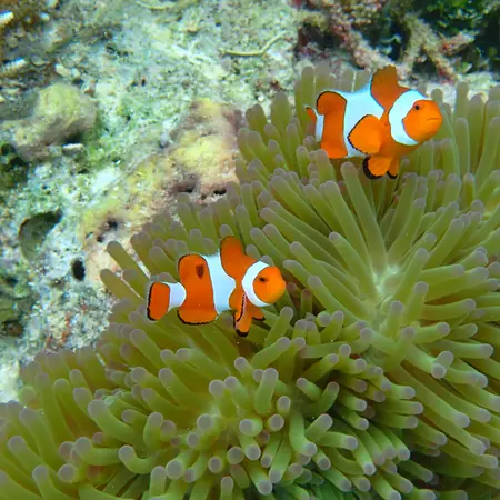 Clownfish