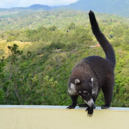 Coati, Panama