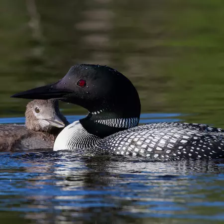 As you canoe through the Park, you can help track the Common Loons by recording where and what you observe.