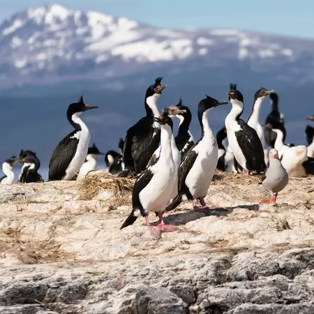 Cormorants on island on Beagle channel