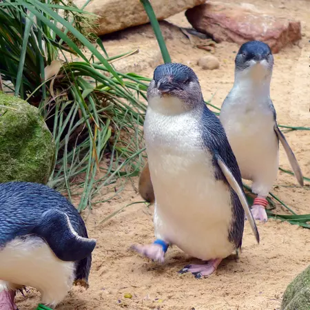 Fairy penguins on Phillip Island