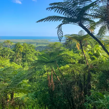 Daintree National Park