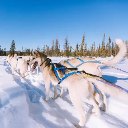 Dog Sled Adventure, Fairbanks