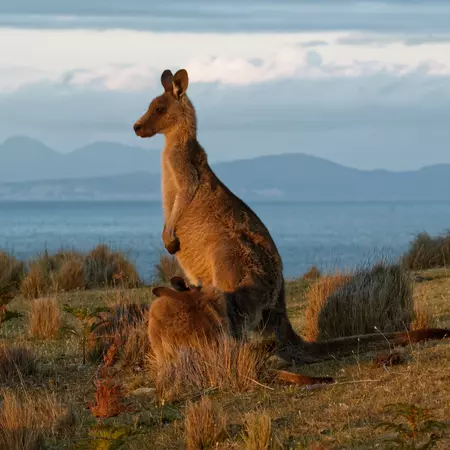 Eastern Grey Kangaroo