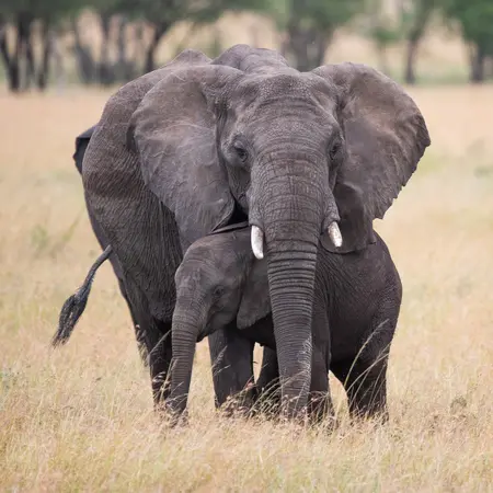Elephant Calf