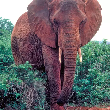 Tsavo East National Park