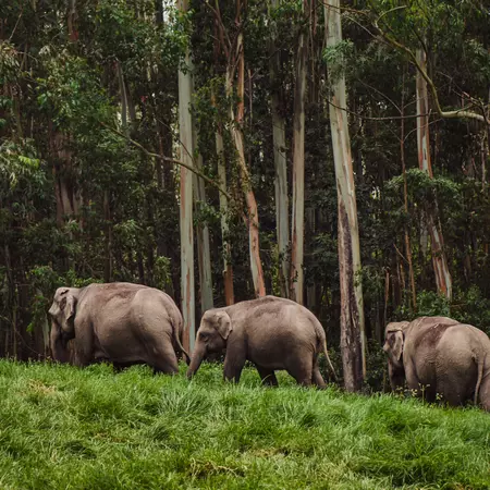 Elephant family, Periyar National Park, Kerala