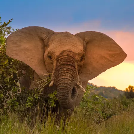 Pilanesberg National Park