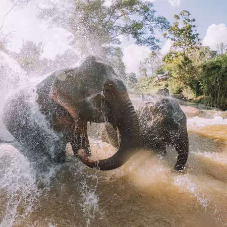 Chang Mai elephants