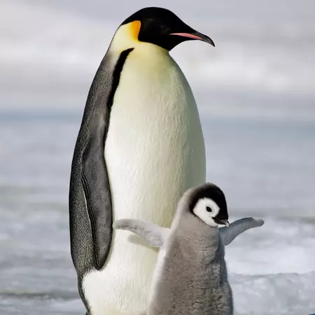 Emperor Penguin with Chick