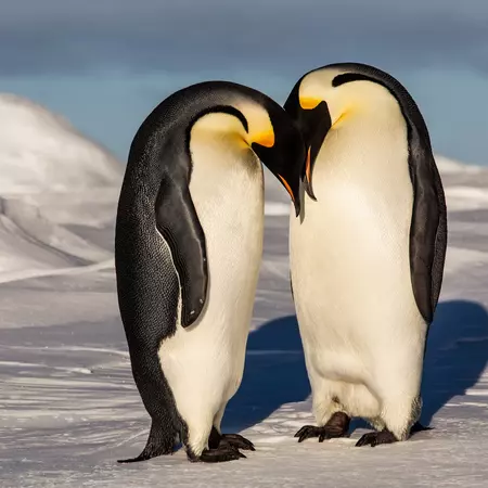 Emperor Penguins