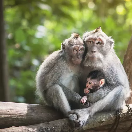 Monkey Forest