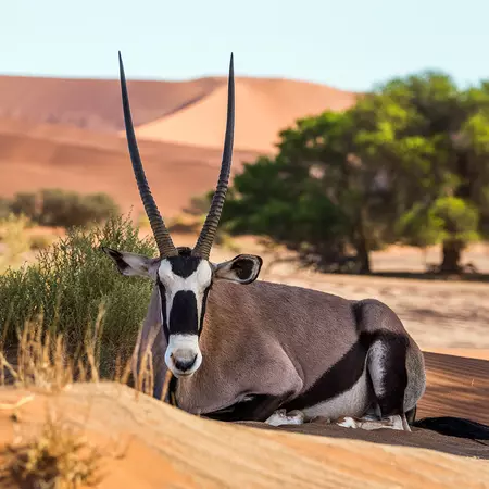 Gemsbok, Sossusvlei, Namibia
