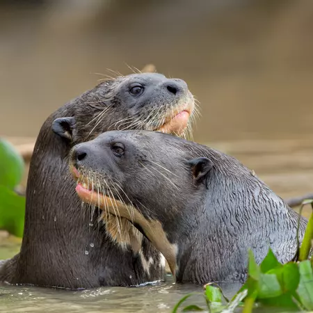 Giant River Otter, Pantanal, Brazil