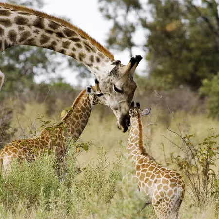 Giraffe, Chobe National Park