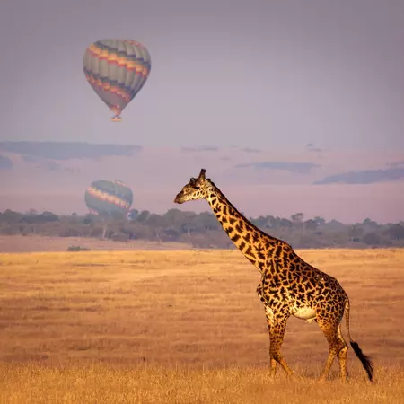The Masai Mara