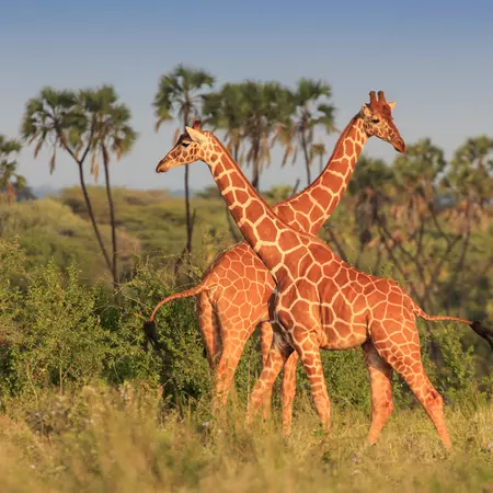 Giraffes, South Africa