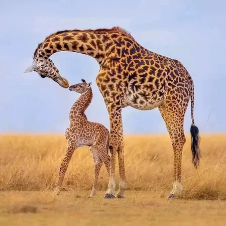 Giraffe, Kruger National Park