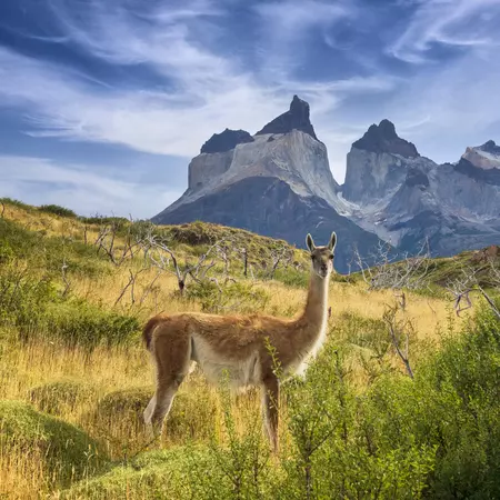 Guanaco at Torres del Paine