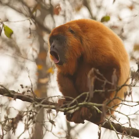Guianan Red Howler Monkey