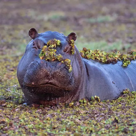 Okavango Delta