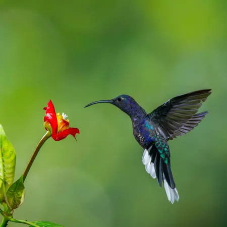 Hummingbird, Costa Rica