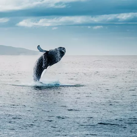Iceland offers exceptional whale watching opportunities