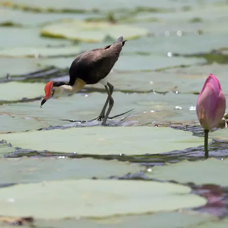 Jacana, Corroboree Billabong