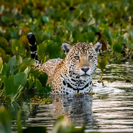 Jaguar in the Pantanal