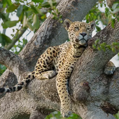 Jaguar in the wetlands of the Pantanal
