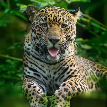 Jaguar