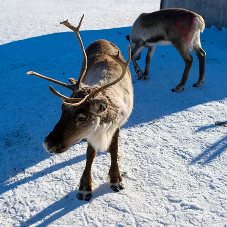 Jukkasjarvi