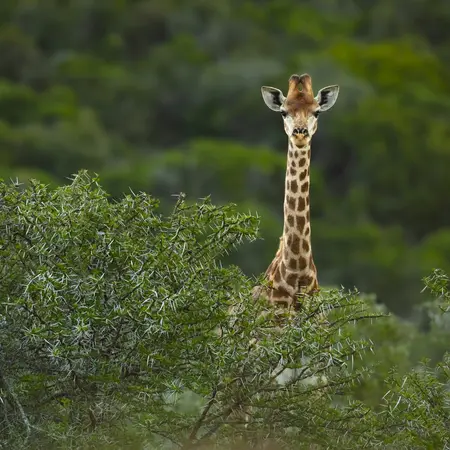 Kariega Game Reserve