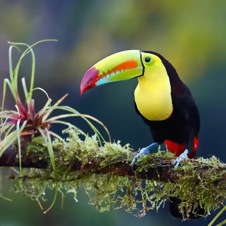 Keel-billed toucan