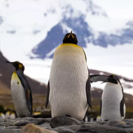 King penguins