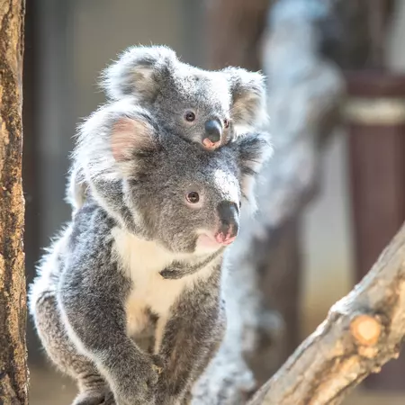 Koalas