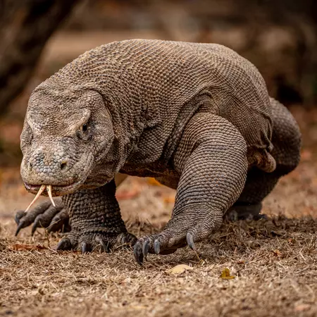 Komodo Dragon