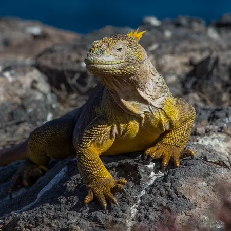 Land iguana