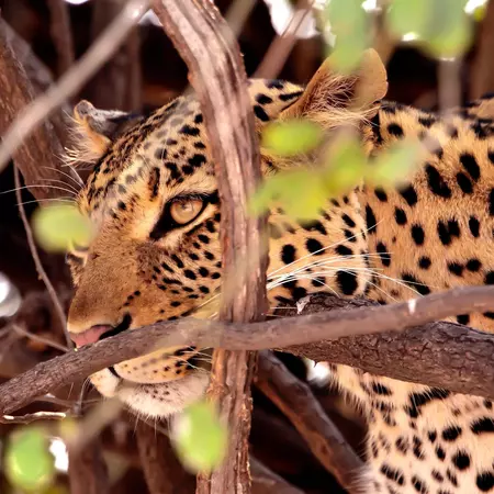 Chobe National Park