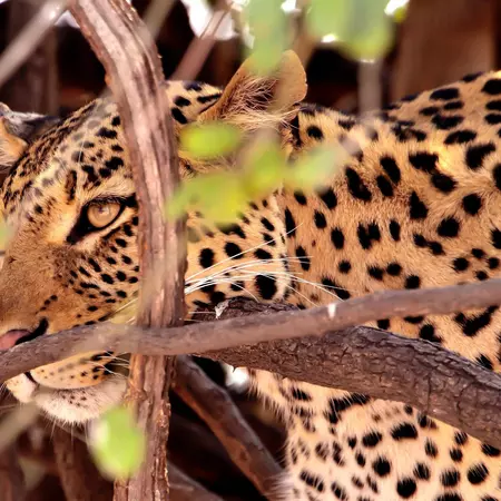Chobe National Park