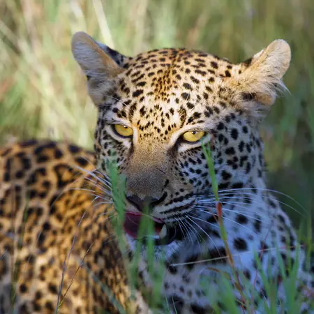 Leopard in Hwange National Park