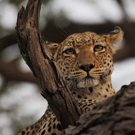 Leopard, Moremi Reserve