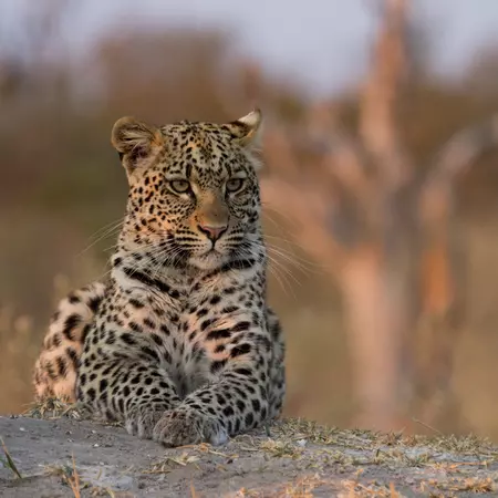 Leopard, Okavango Delta, Botswana