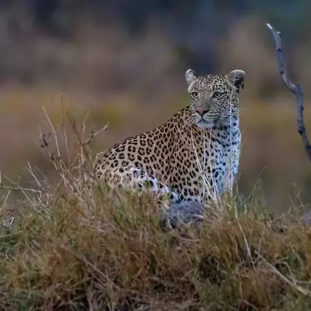 Leopard in Botswana's Okavango Delta